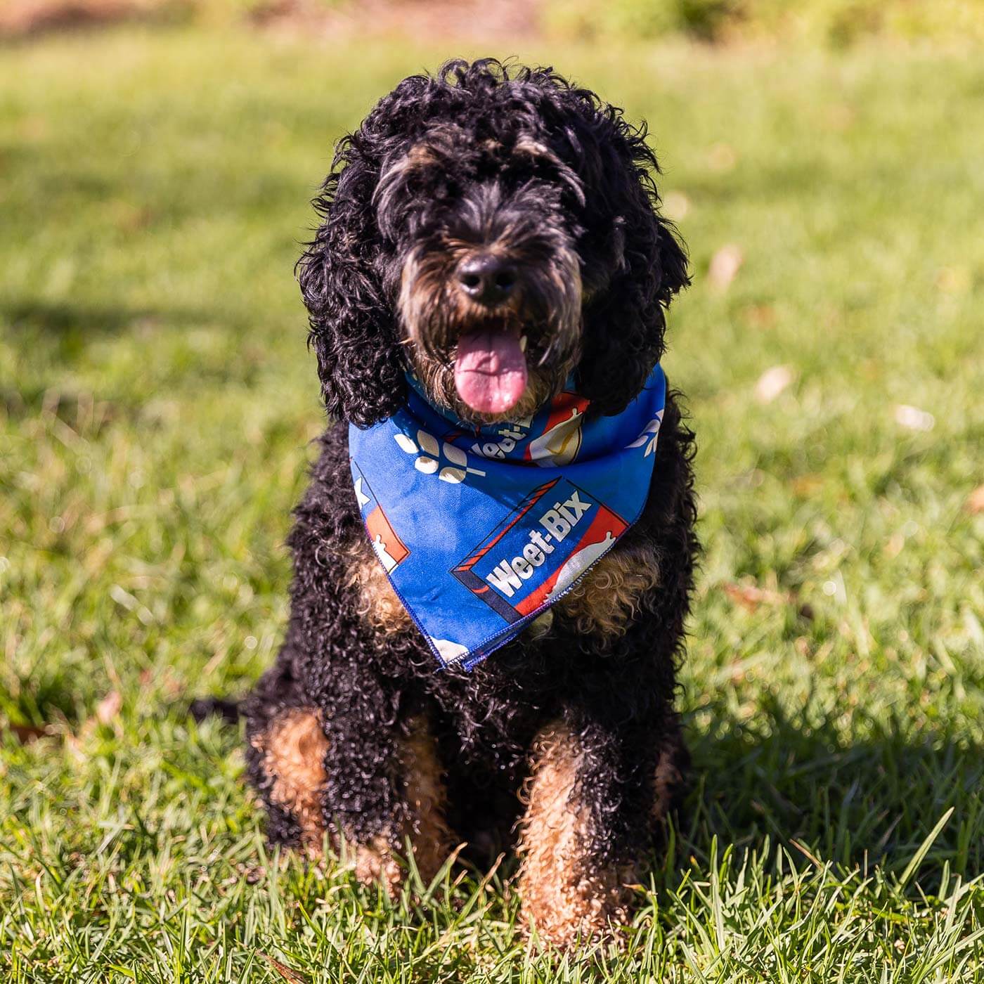 Weet-Bix Pet Bandana