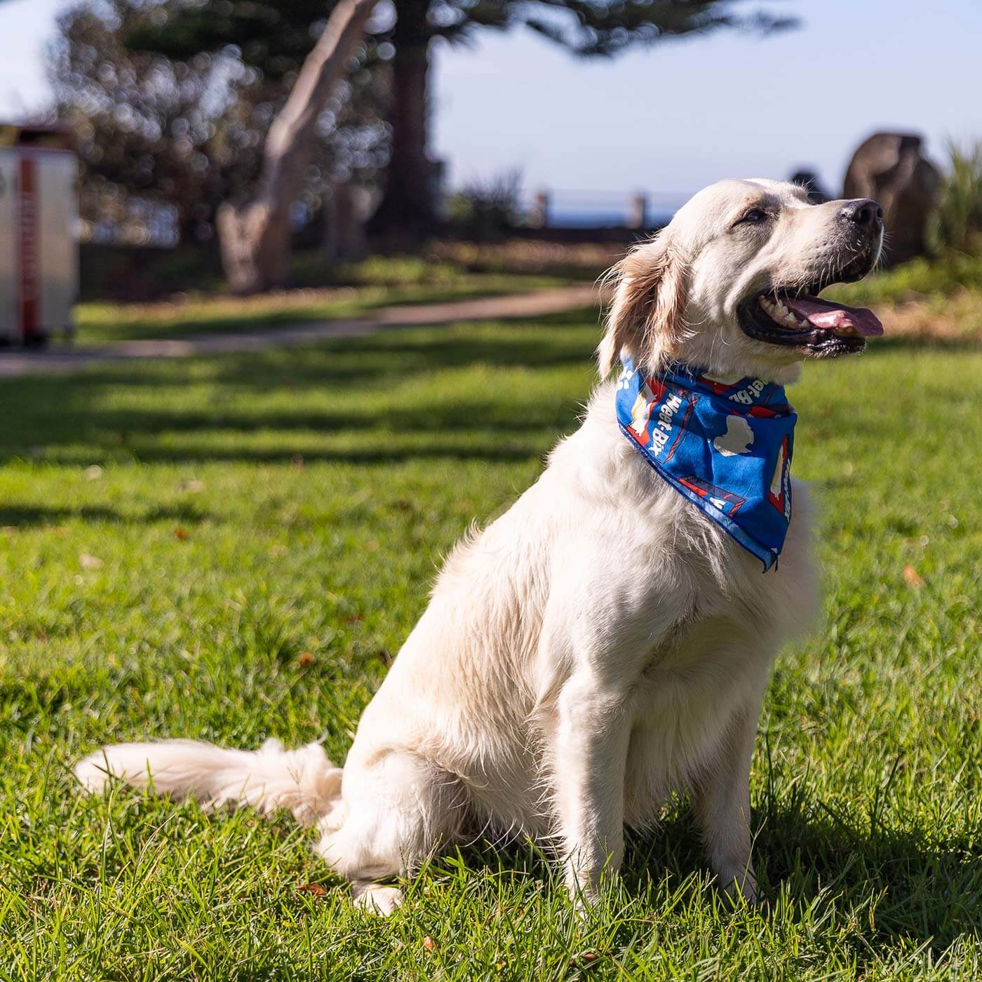 Weet-Bix Pet Bandana